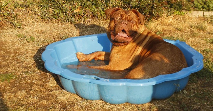 Doggie Basking in Sun